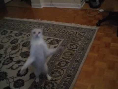 Mad Dancing Cat