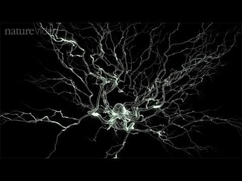 Method of the Year 2010: Optogenetics – by Nature Video