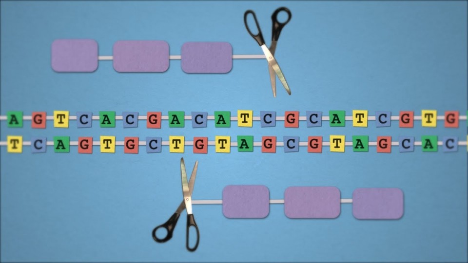 Method of the Year 2011: Gene-editing nucleases – by Nature Video