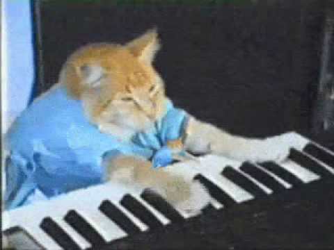 Mini Kitten Vs Keyboard Cat