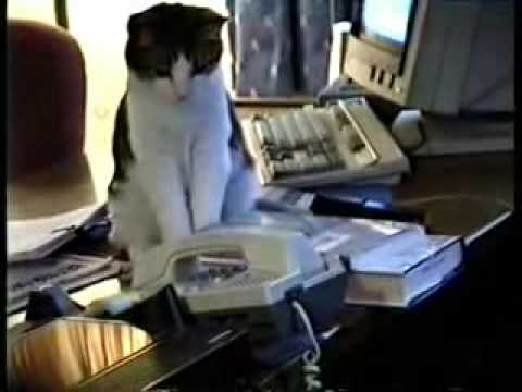 Office Cat Answers The Phone