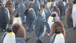 Penguins: the flip side of flipper bands – by Nature Video