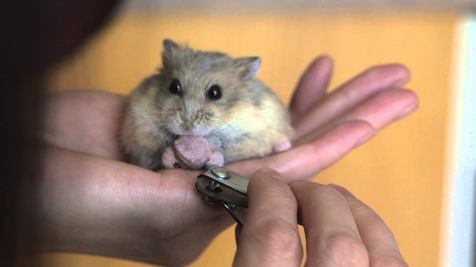 Quick Tip : How to trim your hamster’s nails
