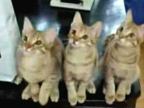 Rhythm Cats