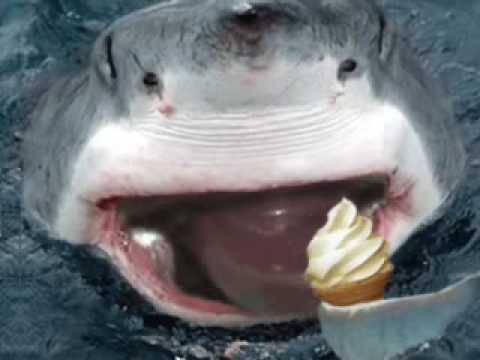 Shark Licking An Icecream