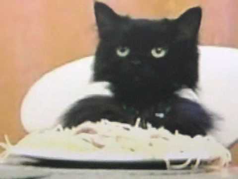 Spaghetti Cat Wants Meatballs