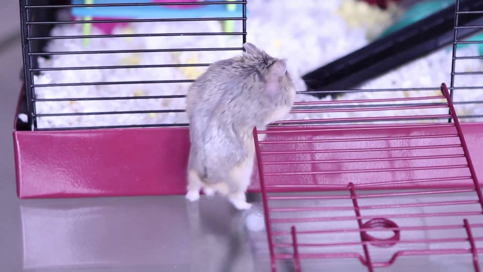 Super cute awesome dwarf hamster
