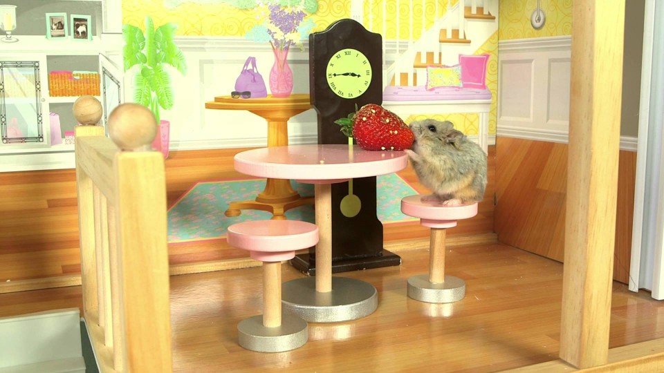 Tiny Hamster in a Tiny Mansion