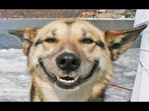 Ultimate Funny Dogs Smiling Compilation 2013 [NEW HD]