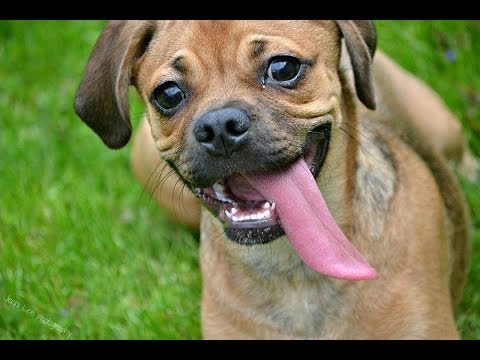 Ultimate Puggle Video Compilation 2014 [NEW HD]