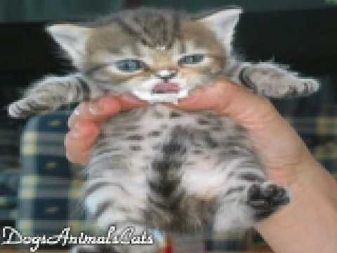 Very Cute Kittens :Kawaii 2