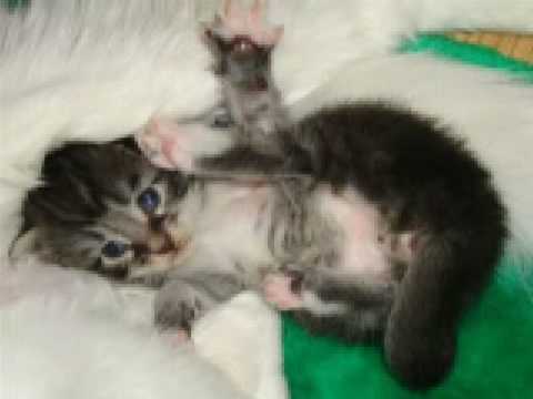 Very Cute Kittens :Kawaii 4
