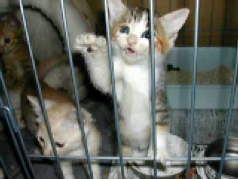 Very Cute Kittens :Kawaii 5