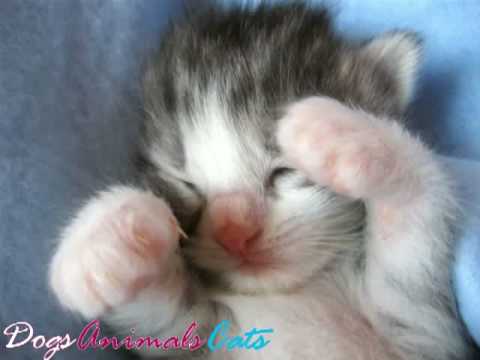 Very Cute Kittens :Kawaii 7