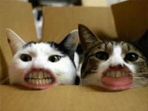 Weird Laughing Cats