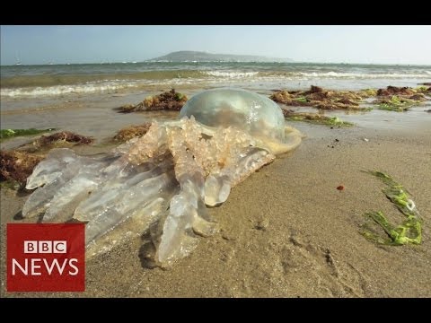 Why are giant jellyfish washing up on UK beaches? BBC News