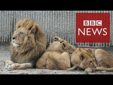 Why did the Danish zoo kill 4 lions? BBC News