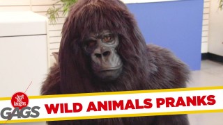 Best Wild Animals Pranks – Best of Just for Laughs Gags