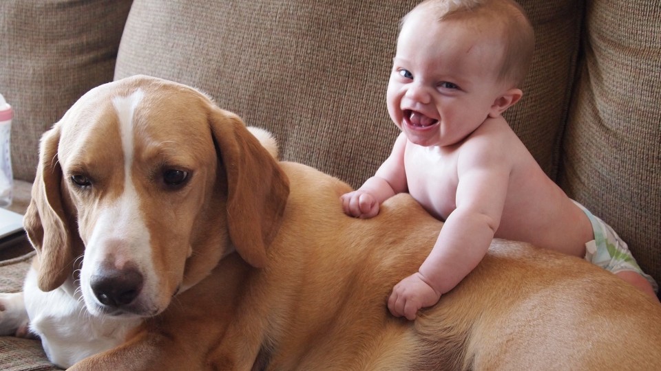 Cute Cats and Dogs Love Babies Compilation 2014 [NEW HD]