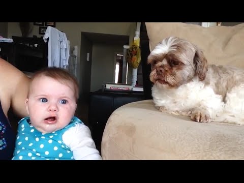 Cute Dog Consoles Baby