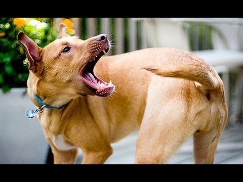 Funny Dogs Chasing Their Tails Compilation 2013 [NEW HD]
