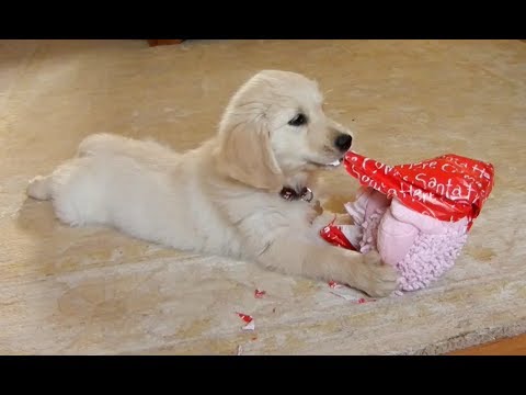 Funny Dogs Opening Christmas Presents Compilation 2013 [NEW HD]