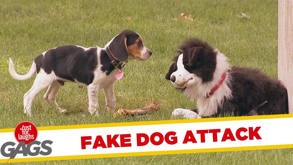 Stuffed Dog Attacks Real Dog