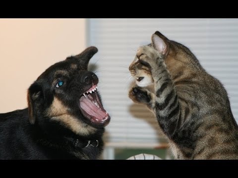 Ultimate Dogs vs Cats Compilation 2013 [NEW HD]