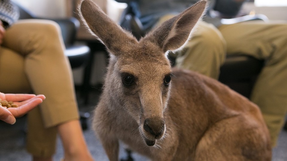 Watch What Happens When a Kangaroo Holds Court at the PEOPLE Offices