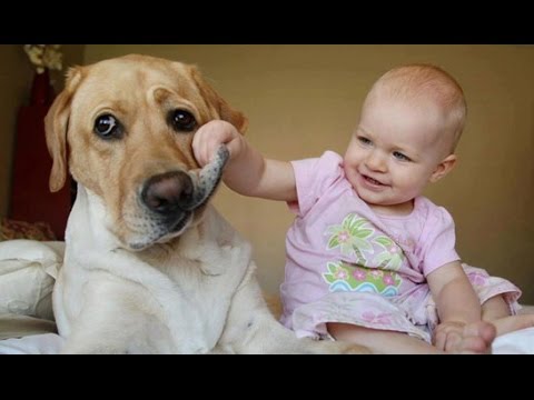Babies Laughing Hysterically at Dogs Compilation 2014 [NEW HD]