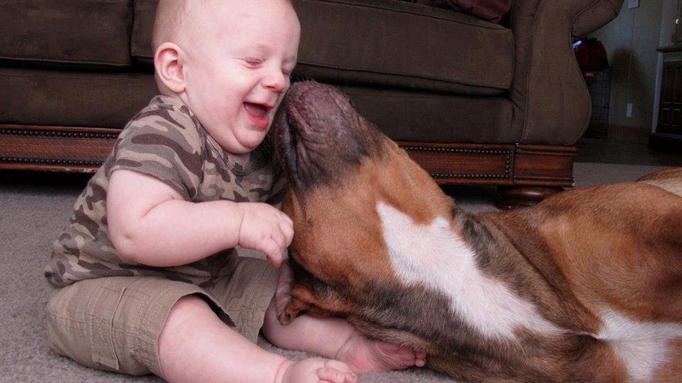 Cats and Dogs Meeting Babies 2014 [NEW HD]