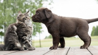 Cats Meeting Puppies for the First Time Compilation 2014 [NEW HD]