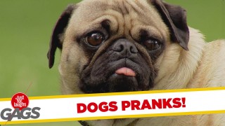 Dogs Get Pranked – Best of Just for Laughs Gags