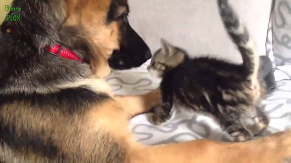 Dogs Meeting Kittens for the First Time Compilation 2014 [NEW HD]