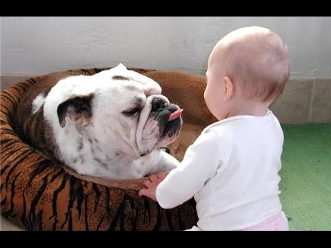 Funny Bulldog and Baby Video Compilation 2014 [NEW HD]