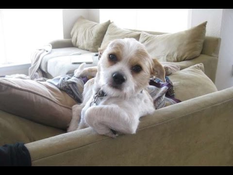 Funny Cats and Dogs Sitting Like Humans Compilation 2014 [NEW HD]