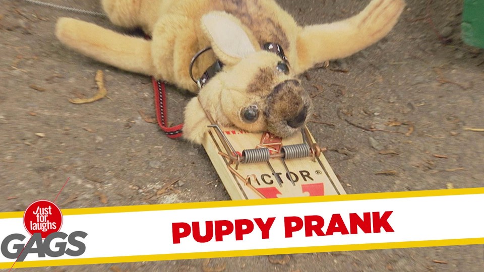 Puppy Gets Stuck in Mouse Trap