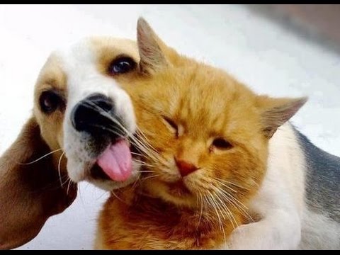 Cute Cats and Dogs Doing Funny Things Compilation 2014 [NEW HD]