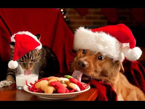 Cute Cats and Dogs Love Christmas Compilation 2014 [NEW HD]