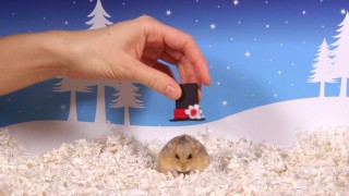 Cute Hamsters: 12 Days of Christmas – Bloopers