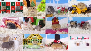 Cute Hamsters: Best of 12 Days of Christmas – Compilation