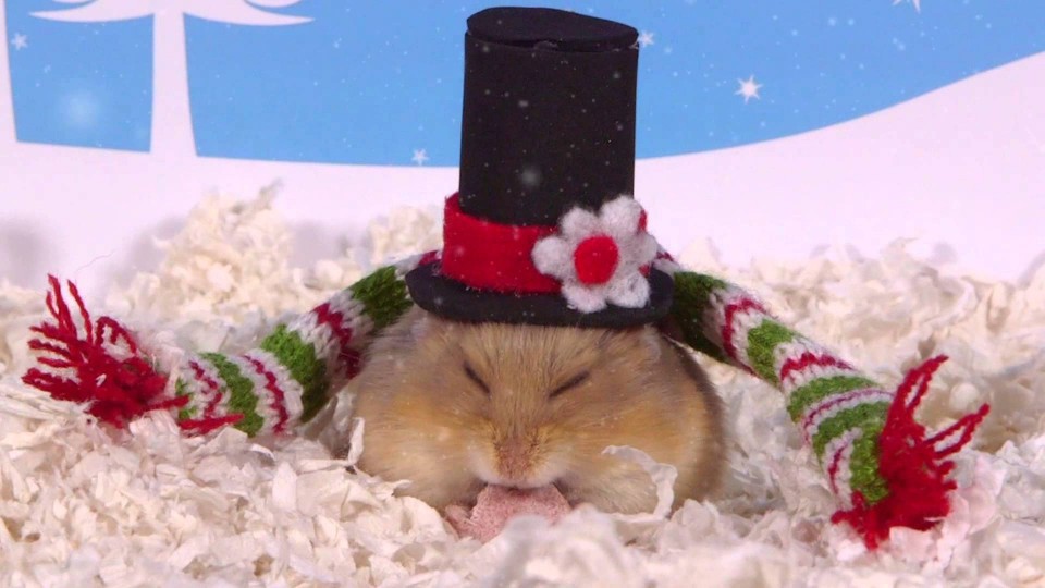 Day 11: Christmas Hats – Cute Hamsters: 12 Days of Christmas