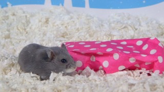 Day 5: A Present for Porkchop – Cute Hamsters: 12 Days of Christmas
