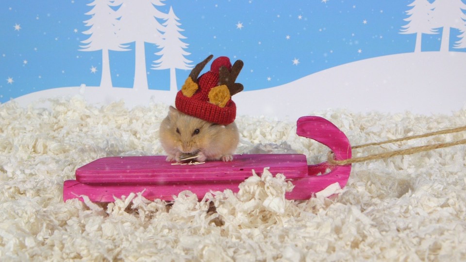 Day 7: Tobogganing – Cute Hamsters: 12 Days of Christmas