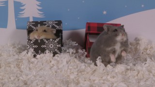 Day 8: Hamsters Love Boxes Too – Cute Hamsters: 12 Days of Christmas