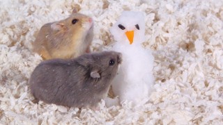 Day 9: Building a Snowman – Cute Hamsters: 12 Days of Christmas