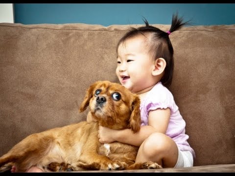 Funny Babies Annoying Cats and Dogs Compilation 2014 [NEW HD]