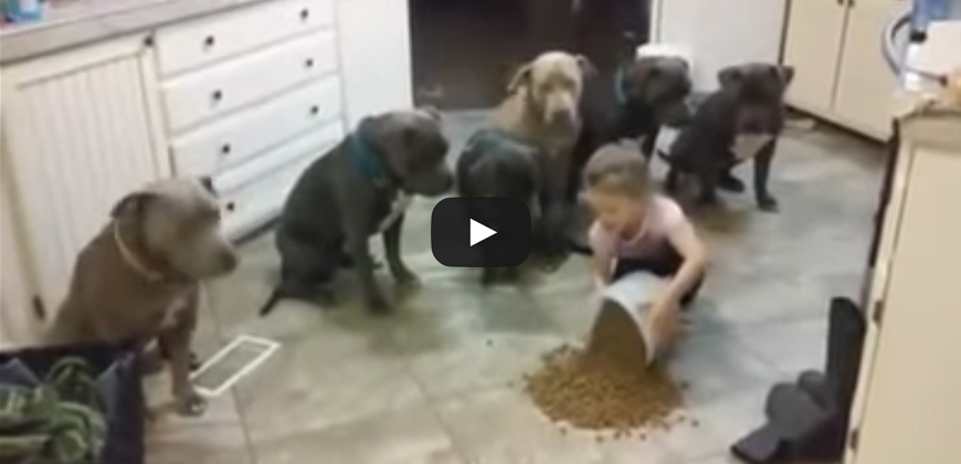 Virale, bimba di 4 anni dà da mangiare ai suoi pitbull
