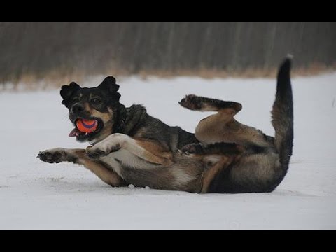 Funny Animals Slipping on Ice Compilation 2015 [NEW HD]