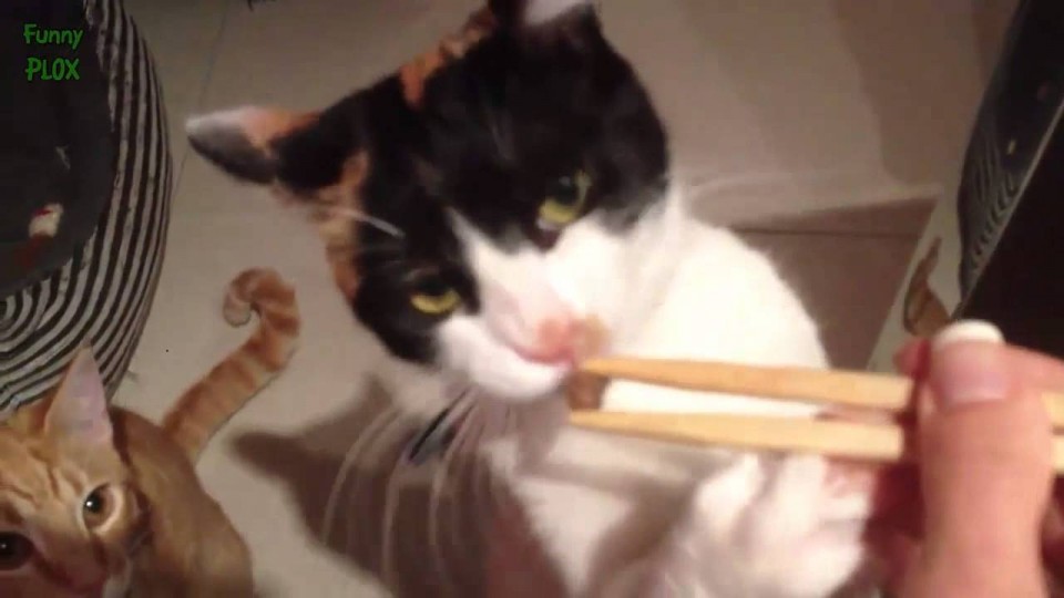 Funny Cats Eating with Chopsticks Compilation 2015 [NEW HD]